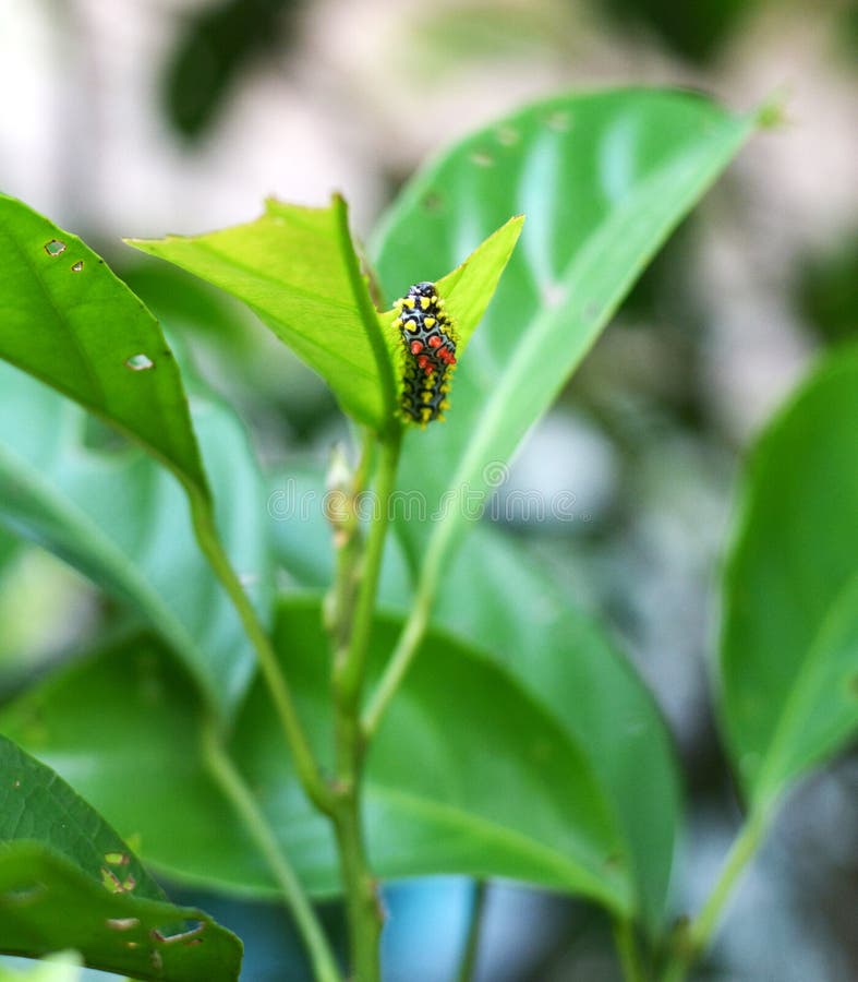 Caterpillar on Plant Eating Stock Photo Image of grey, insect 32147474