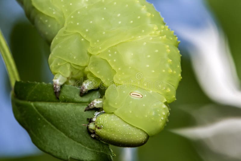 Caterpillar Pone Verde - Rustica Del Manduca - La Consumición Del Primer Extremo Del Tronco De La Hoja Y De La Planta - Foto Macr Foto de - de detalle, bicho: