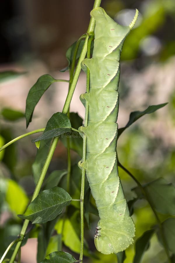 Caterpillar Pone Verde - Rustica Del - La Consumición Del Extremo Del De La Hoja Y De La Planta - Foto Macr Imagen de archivo - Imagen de floral, alimento: 112448079