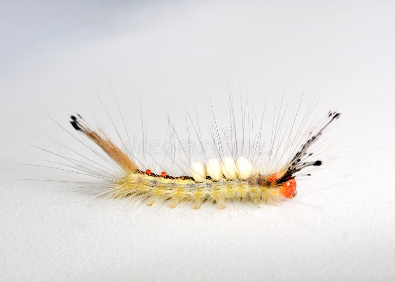 Caterpillar Face Stock Photos Download 743 Royalty Free Photos