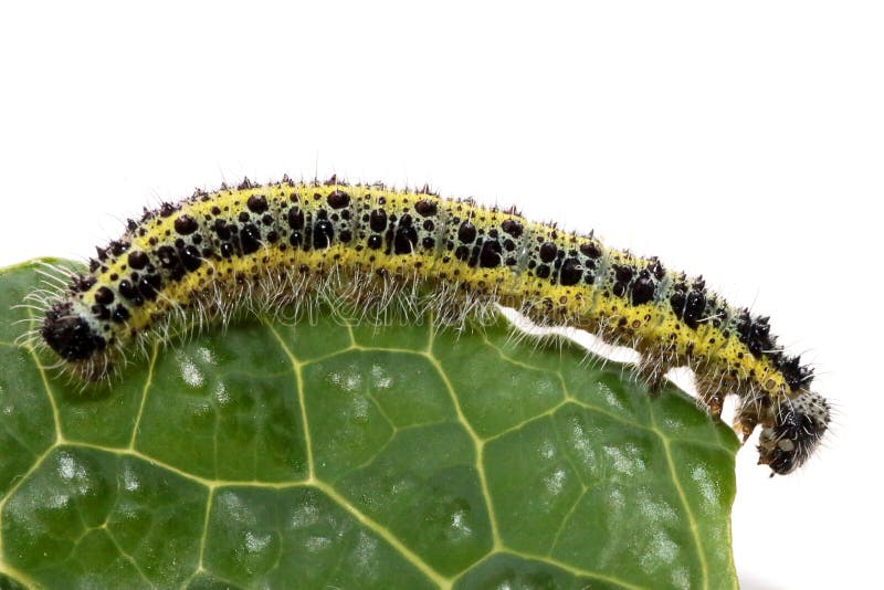 Caterpillar of Small Cabbage White Butterfly Stock Photo Image of