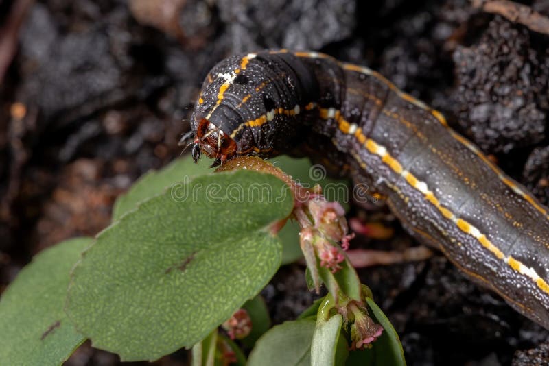 Caterpillar of the species Spodoptera cosmioides eating a Red Caustic-Creeper of the species Euphorbia thymifolia. Caterpillar of the species Spodoptera cosmioides eating a Red Caustic-Creeper of the species Euphorbia thymifolia