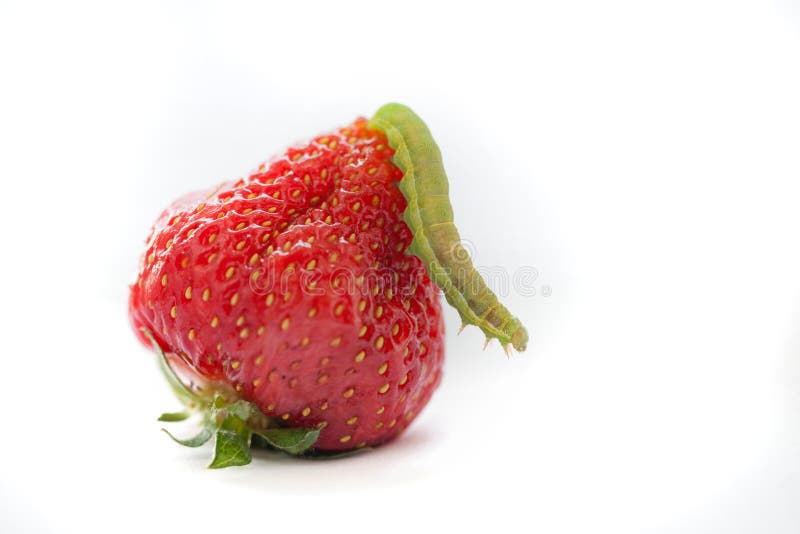 Caterpillar on strawberry stock photo. Image of bright 41292170