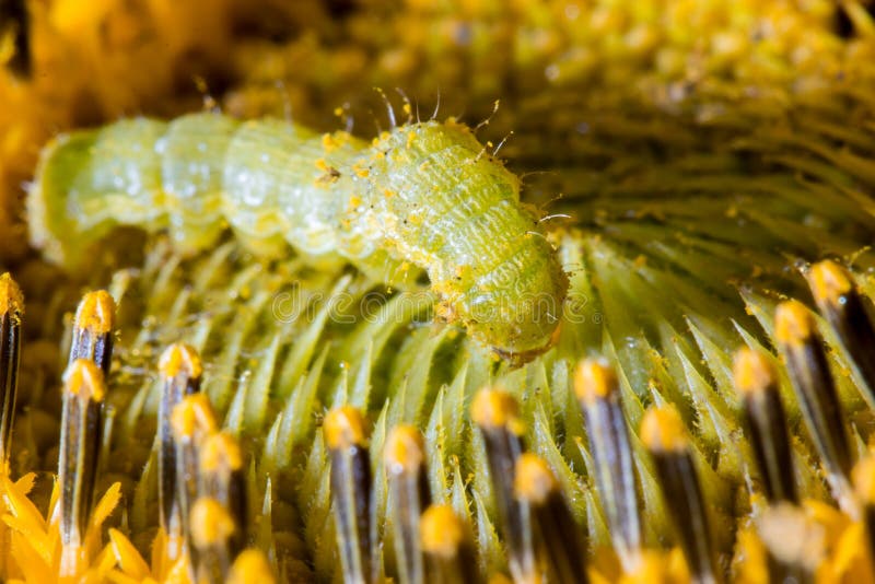Caterpillar on Sunflower Pollen Stock Photo Image of color, sunflower
