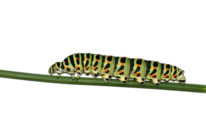 Caterpillar of swallowtail but