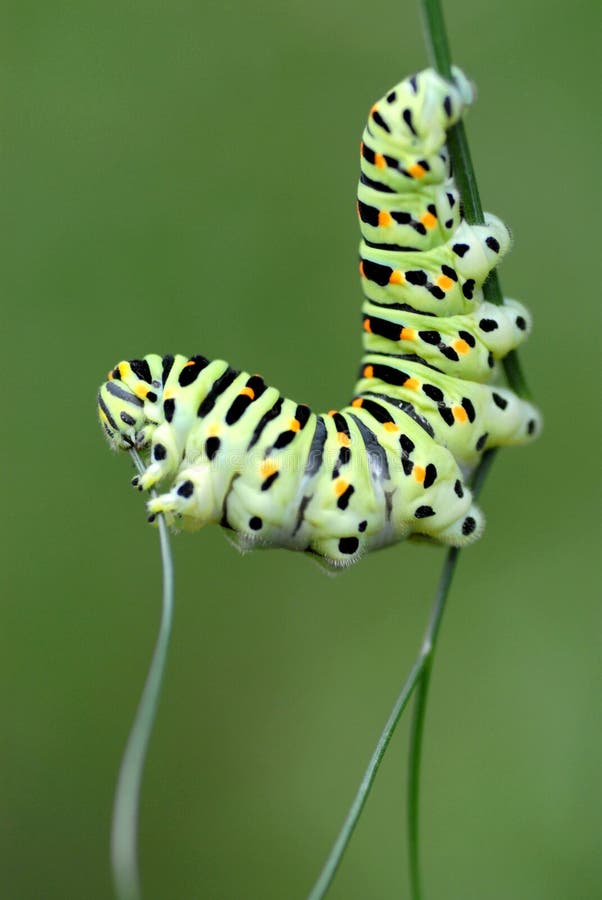 Caterpillar swallowtail