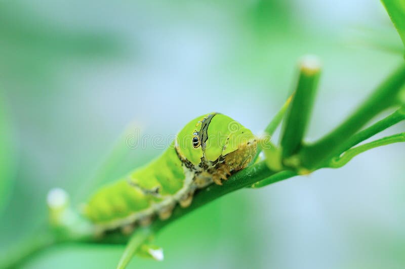 Oruga verde, belleza en la Naturaleza fotos de archivo libres de regalías