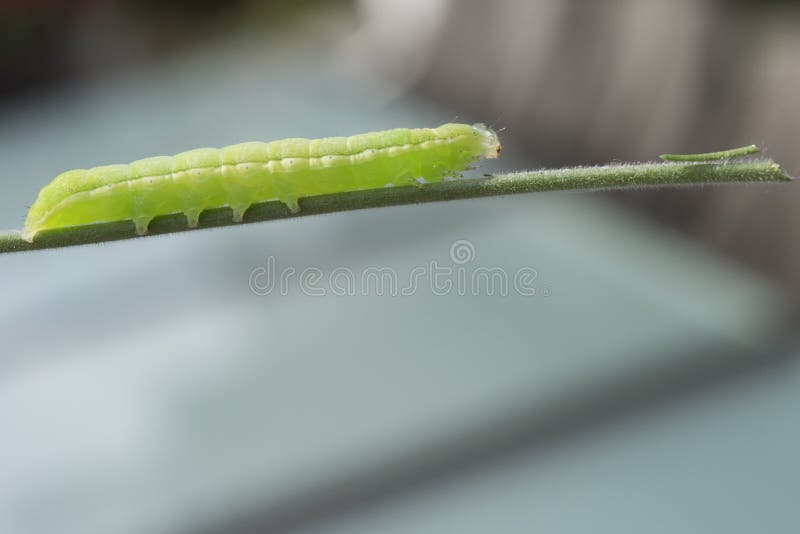 Oruga verde fotos de archivo