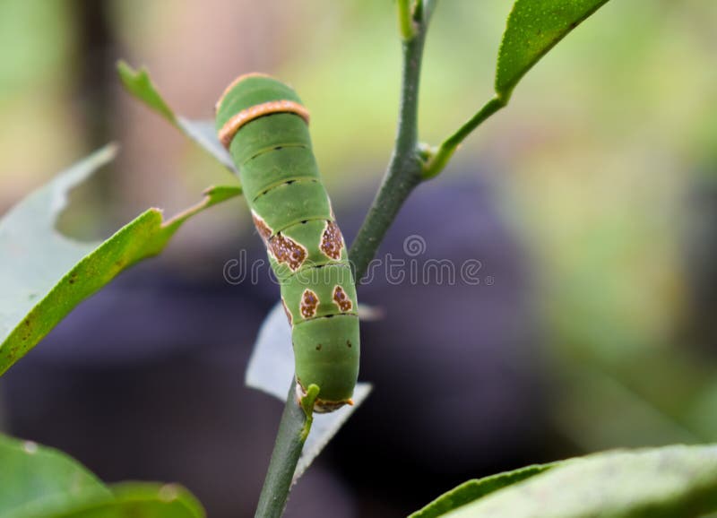 Caterpillar verdissent photographie stock Caterpillar verdissent photographie stock