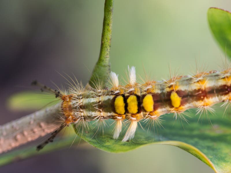 Caterpillar Walking stock image. Image of machaon, metamorphosis 83249931