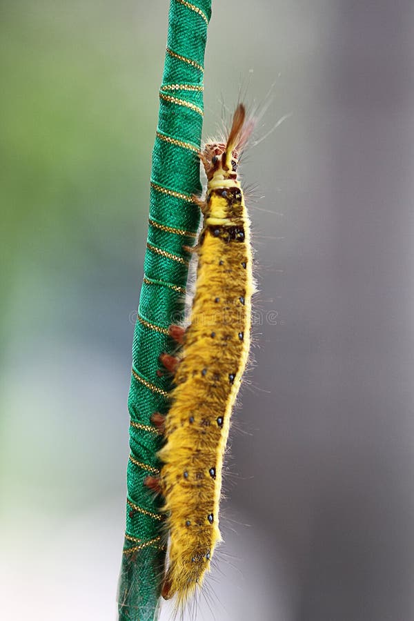 Caterpillar walking up the green stick, green background royalty free stock photo