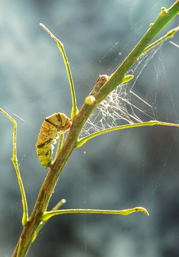 A Caterpillar that Will Turn into a Butterfly Stock Photo Image of