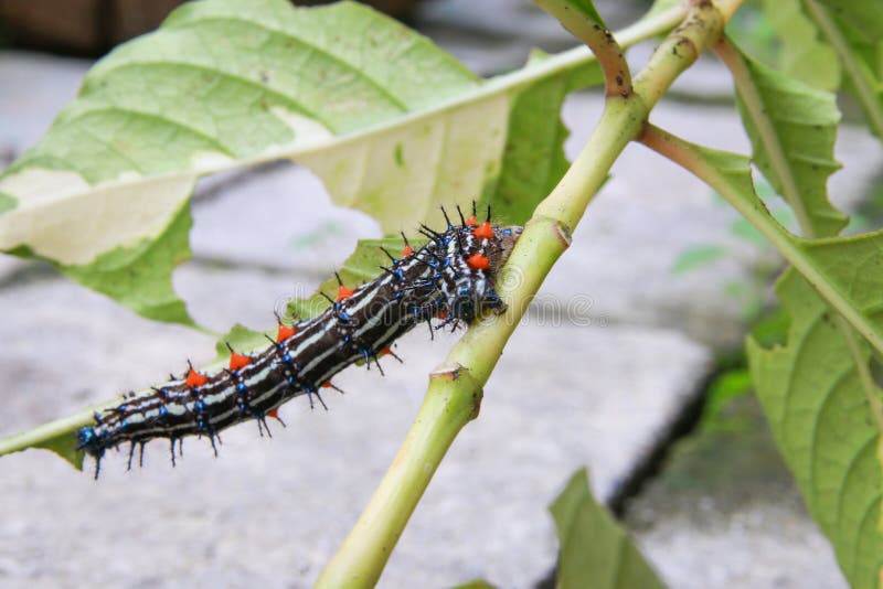 Caterpillar Worm Black and White Striped Walking on Leaf Eupterote