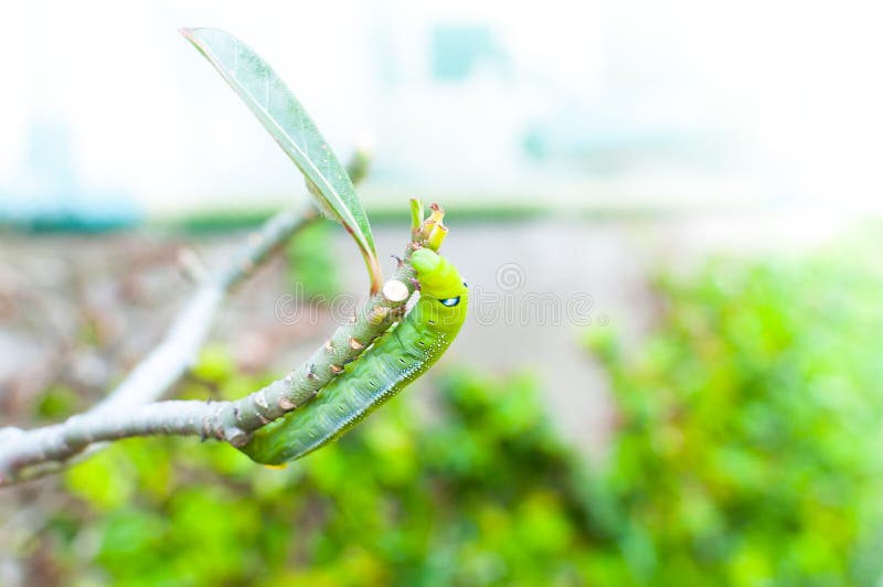 Caterpillar Worm Eating Leaves Nature in Garden Stock Image Image of