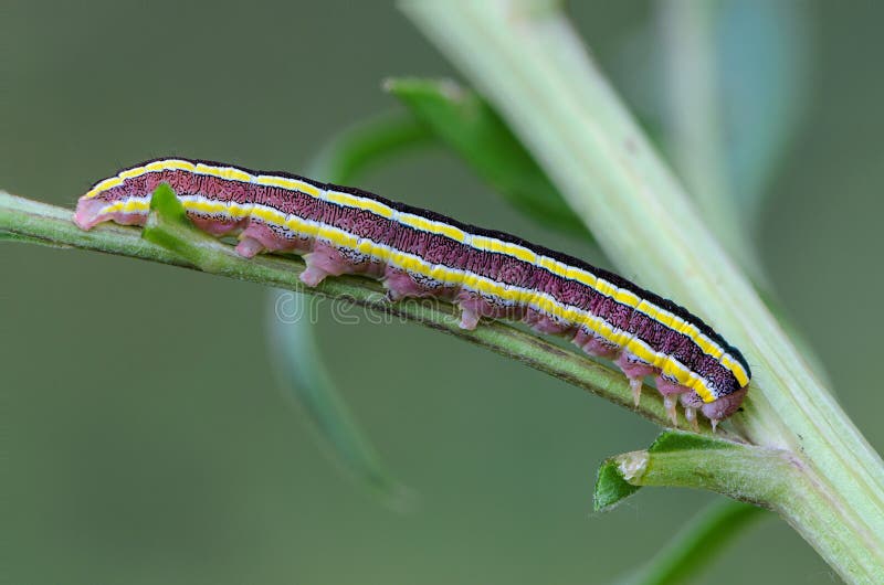 black caterpillar with yellow stripes and one tail in pa black caterpillar with yellow stripes and one tail in pa