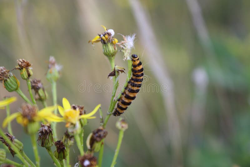 Caterpillar in Yellow Summer Flower Stock Photo Image of yellow