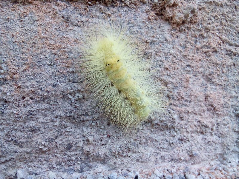 Caterpillar stock photo. Image of sharp, spike, yellow 49021764