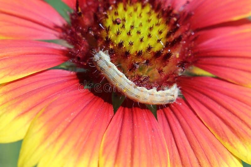 Caterpillar on a Zinnia Flower Stock Image Image of grass, blooming