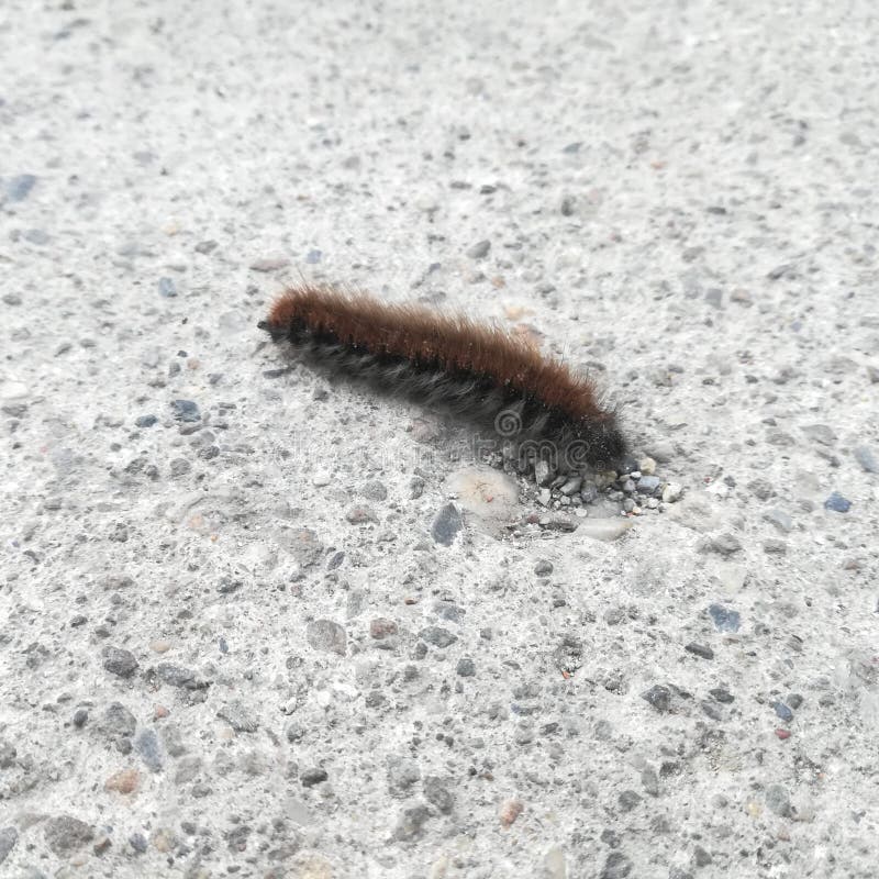 Caterpillar, έντομο, φύση, έντομα, κάμπιες στοκ φωτογραφία με δικαίωμα ελεύθερης χρήσης Caterpillar, έντομο, φύση, έντομα, κάμπιες στοκ φωτογραφία με δικαίωμα ελεύθερης χρήσης