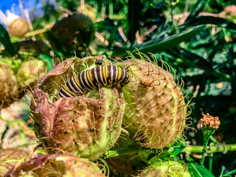 Caterpillar που σέρνεται σε ακανθώδεις εγκαταστάσεις στοκ εικόνες με δικαίωμα ελεύθερης χρήσης Caterpillar που σέρνεται σε ακανθώδεις εγκαταστάσεις στοκ εικόνες με δικαίωμα ελεύθερης χρήσης