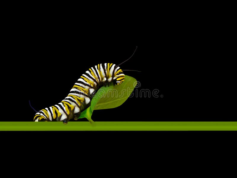 monark caterpillar monark caterpillar