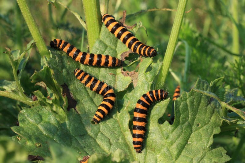 Caterpillars royalty free stock photos Caterpillars royalty free stock photos