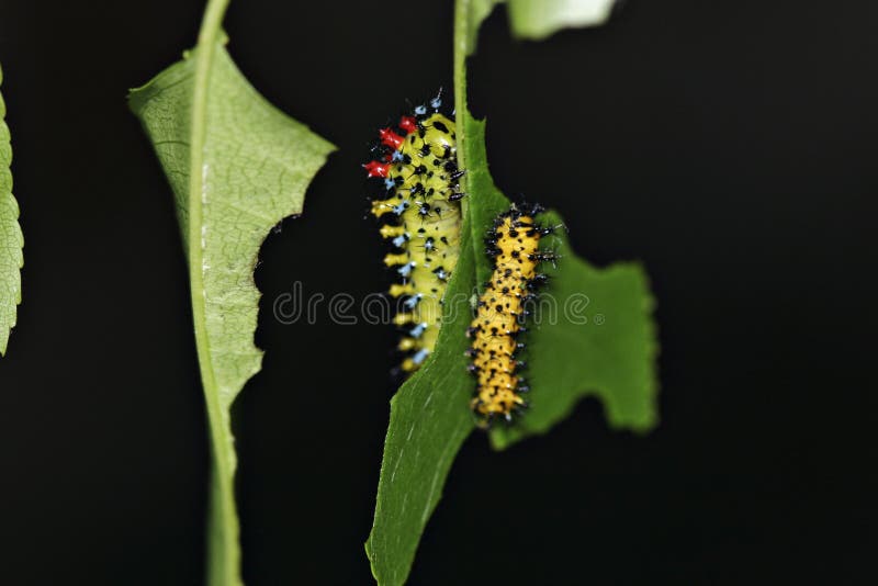 Caterpillars