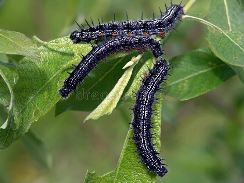 Caterpillars of the butterfly of family Nymphalidae.