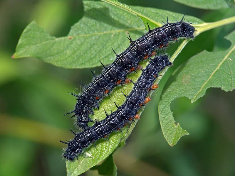 Caterpillars of the butterfly of family Nymphalidae.