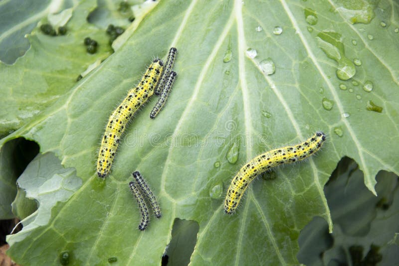 Caterpillars on cabbage. Yellow caterpillars eat green cabbage leaves royalty free stock photography