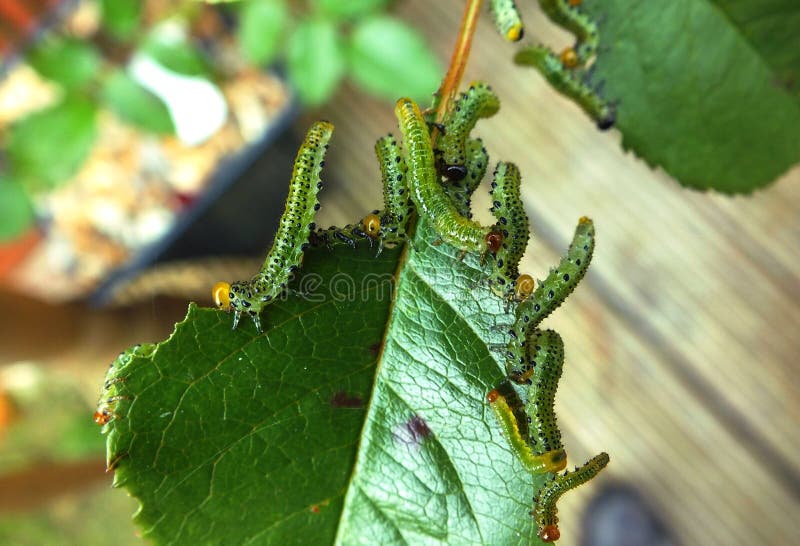 Caterpillars Devouring a Rose Leaf Stock Image Image of chystalis