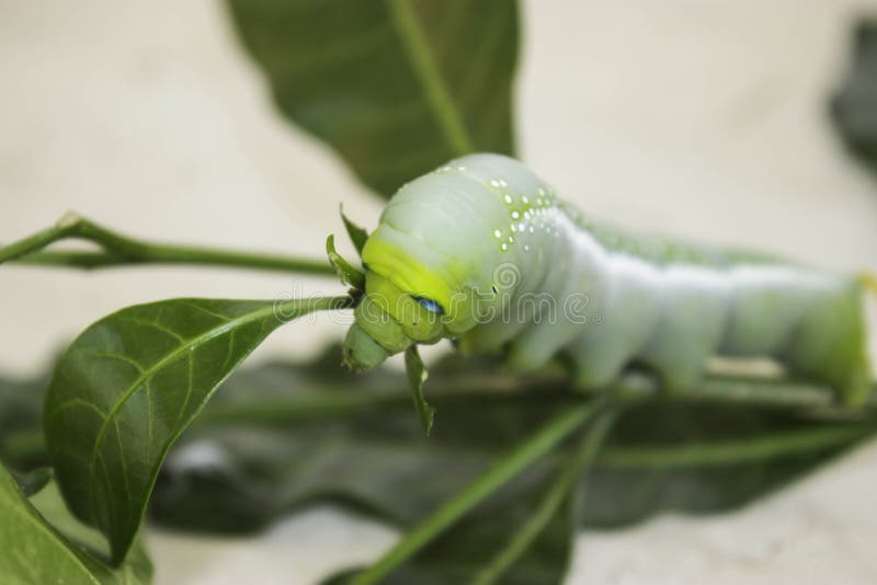 Caterpillars eat flowers stock image. Image of caterpillar 44684929