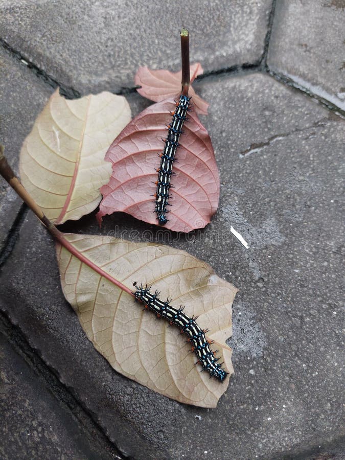Caterpillars Eat Leaves in Morning Stock Image Image of morning