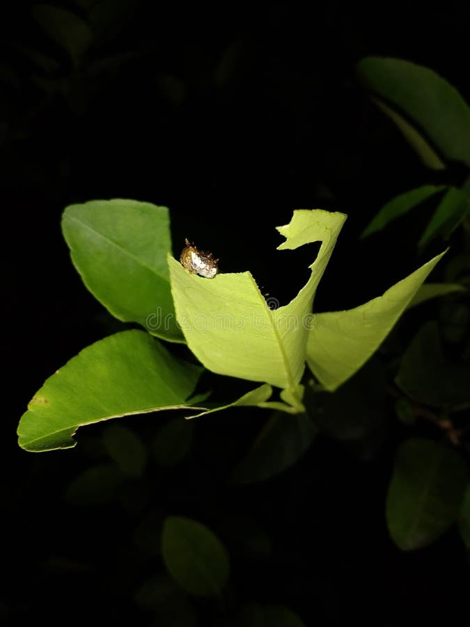 Caterpillars Eat Orange Leaves at Night Stock Image Image of leaves