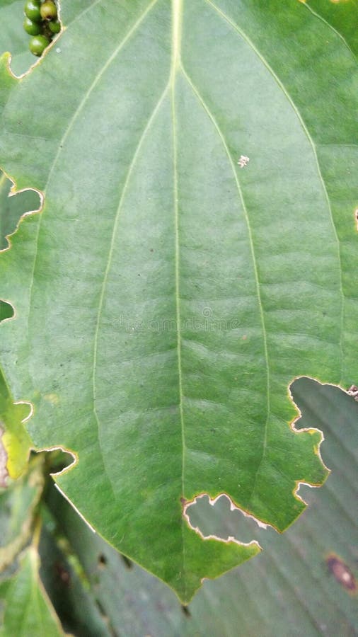 Caterpillars Eat Pepper Leaves Stock Photo Image of flower, pepper