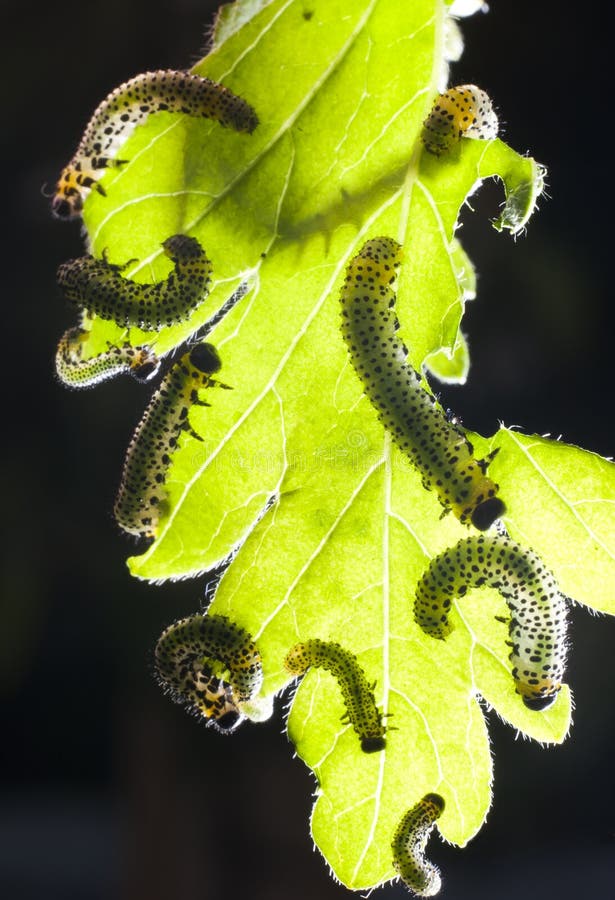 Caterpillars Devouring a Rose Leaf Stock Image Image of chystalis