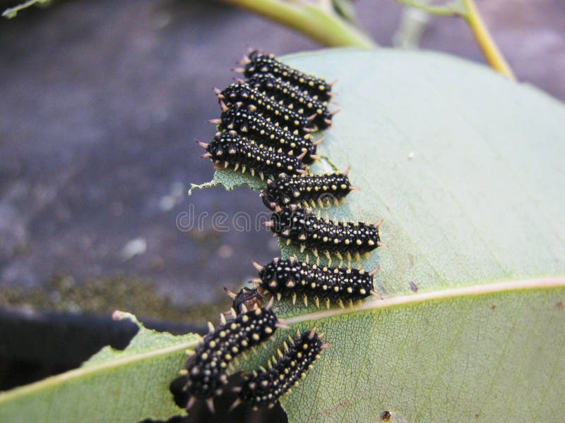 Caterpillars eating leaf stock image. Image of caterpillar 53382257