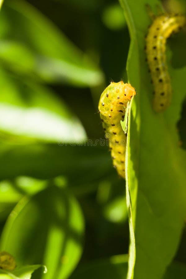 Caterpillars eating leaves stock image. Image of close 12424711