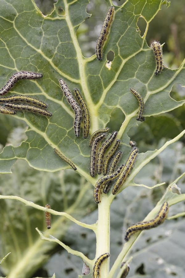 Caterpillars Eating Vegetable Leaf Stock Photo Image of green, summer 11151104