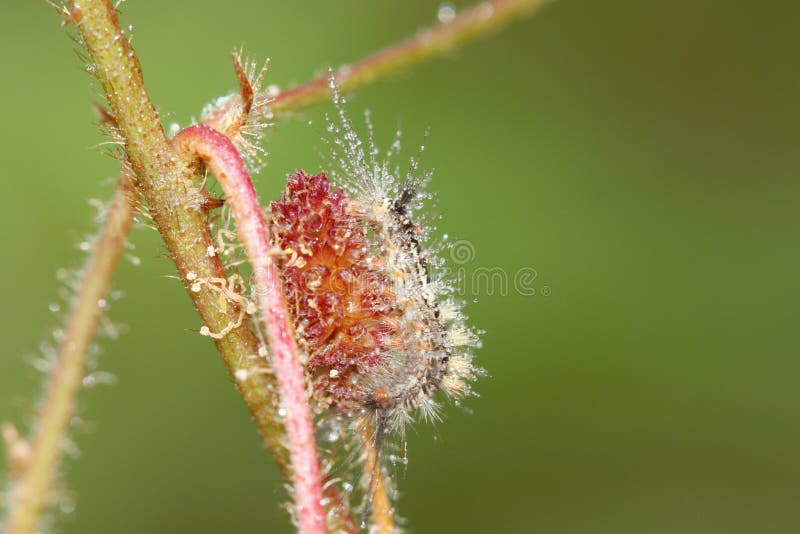 Caterpillars stock image. Image of closeup, creature 55009947