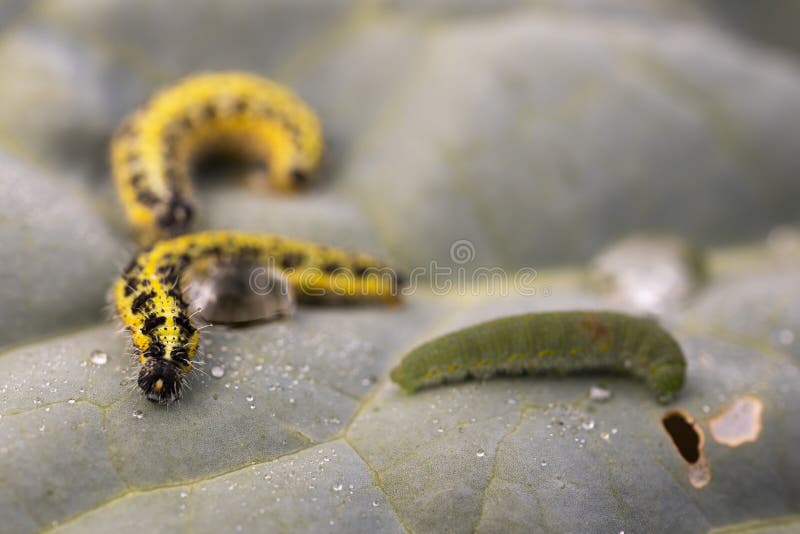 Caterpillars on lettuce stock photo. Image of lines 274741034