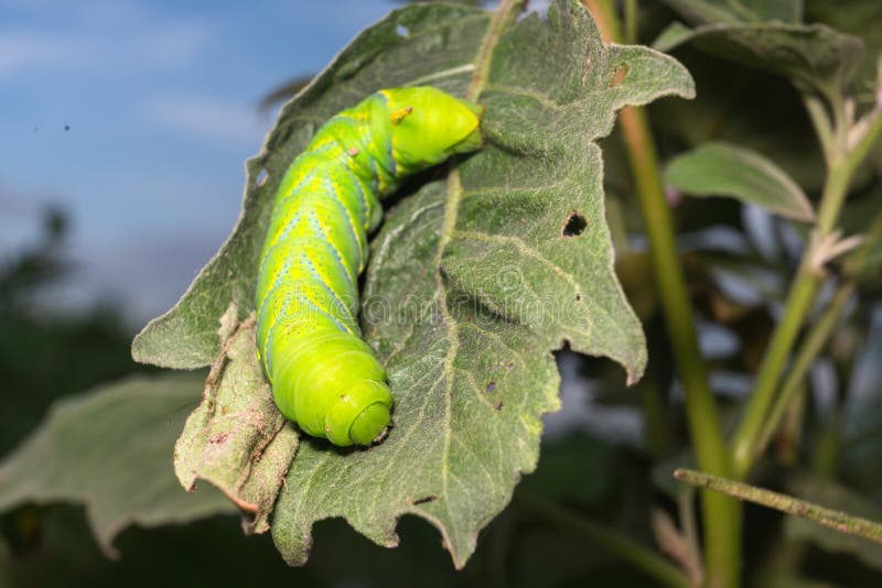 Caterpillars Lying on Eggplant Leaves. Stock Image Image of eggplant