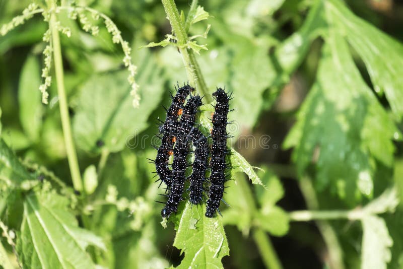 Caterpillars of a peacock butterfly greedily eat nettle leaves