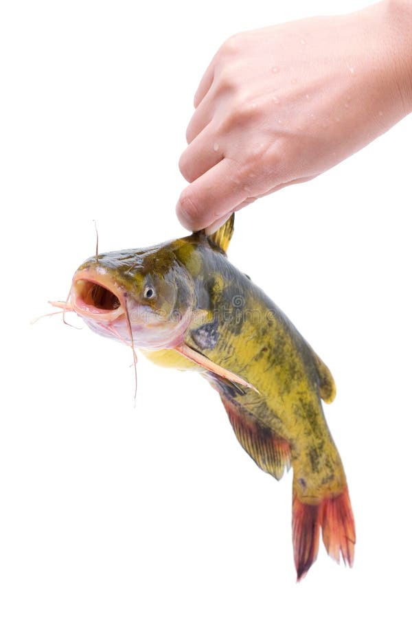 Girl holding the dorsal fin catfish on a white background. Clipping path!. Girl holding the dorsal fin catfish on a white background. Clipping path!