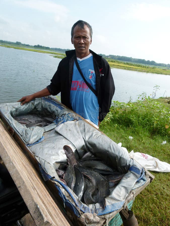 Catfish editorial photography. Image of java, harvesting 74937257
