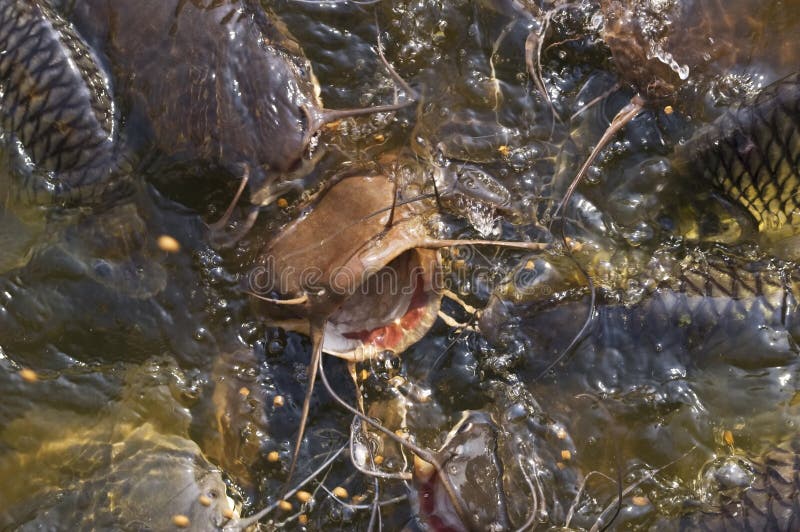 Catfish feeding stock image. Image of multitude, reservoir 15454757