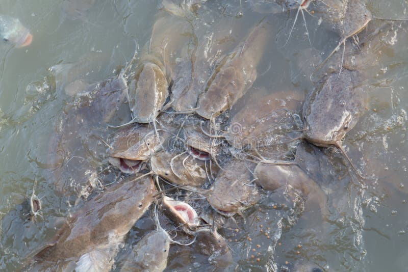Catfish fish eat feed stock photo. Image of nature, fish 39995624