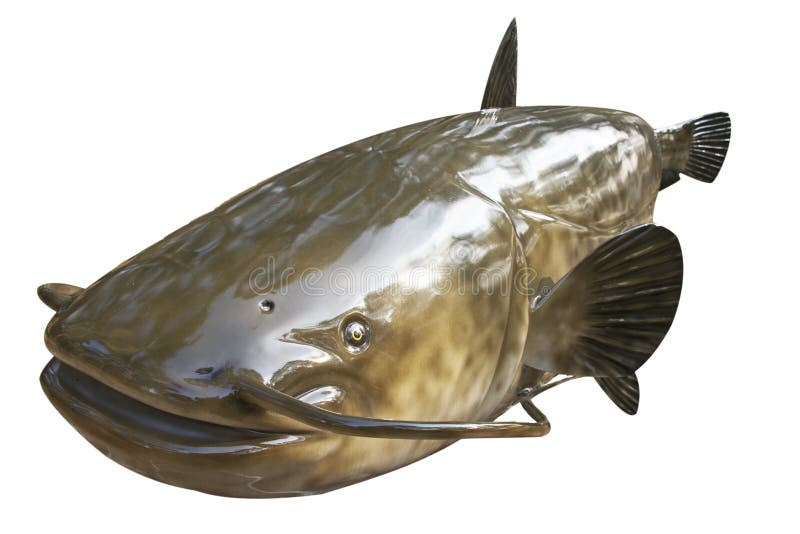 Big Catfish Fish in the Aquarium. Spotted Catfish. Stock Image