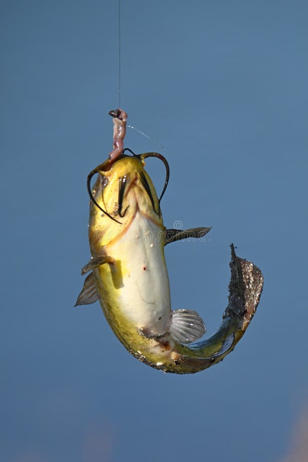 Catfish on Fishing Line Up Close Stock Image - Image of line, hook