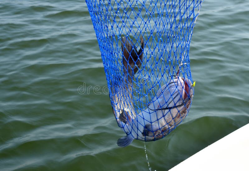 Wild freshwater catfish stock image. Image of water, fishing 61625163